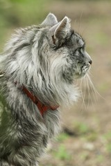 Plakat beautiful maine coon in nature