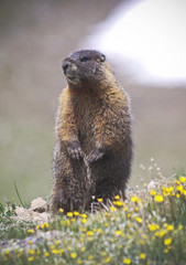 A Yellow-bellied Marmot with a Filthy Nose