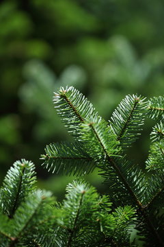 Christmas tree branch close up