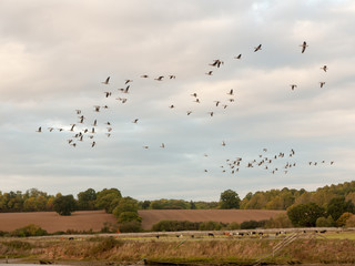 silhouettes of geese flying above country scene in a line swarm flock