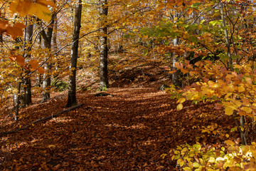 Autumn in city park