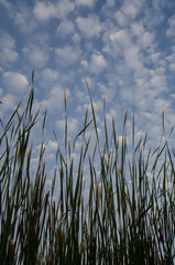 Tall grasses against an early morning sky