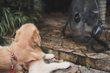 golden retriever with blurry background fan cooling.