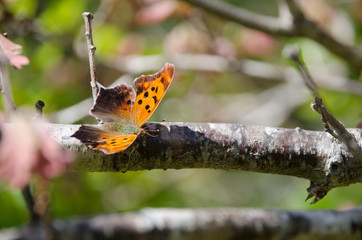 Butterfly on Tree Branch