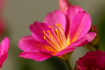Siskiyou lewisia (Lewisia cotyledon)