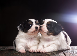 Two puppies are kissing