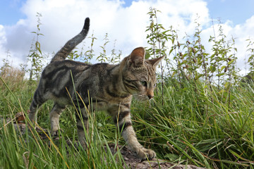 Katze schleicht und jagt auf einer Wiese