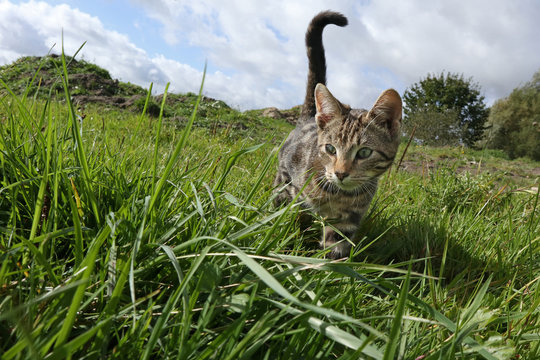 getigerte Hauskatze auf einer Wiese Weitwinkel Froschperspektive