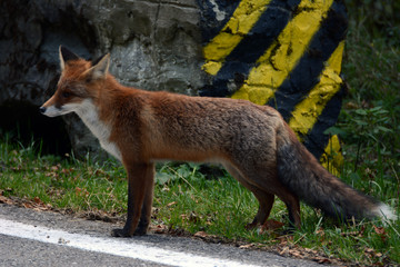 Red fox in the woods of Romania 