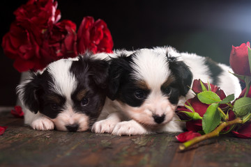 Pair of puppies in roses