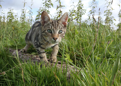 Hauskatze jagt auf einer Wiese