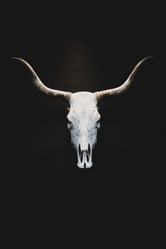 Bull Skull displayed on a black wall