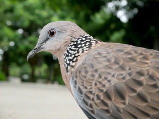 Spotted dove.Spotted turtle dove
