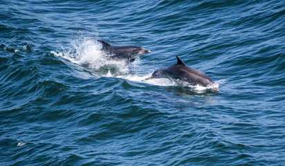 Dolphins in the Open Ocean