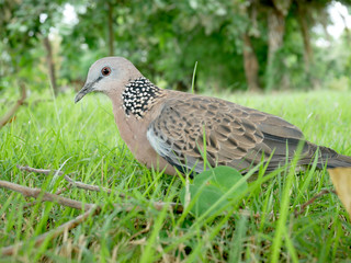 Spotted dove.Spotted turtle dove
