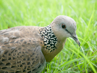 Spotted dove.Spotted turtle dove