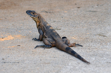 Black Spiny-tailed Iguana