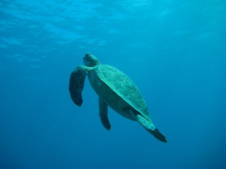 Obraz premium Meeresschildkröte