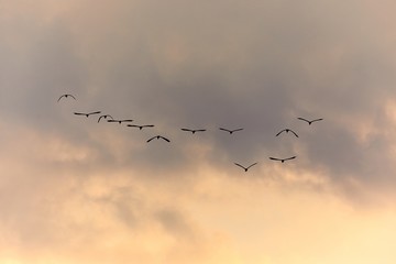 Birds Flying in Twilight