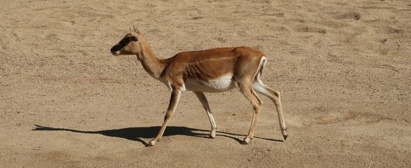 Indian antelope