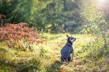 Pincher dog in sunny autumn forest
