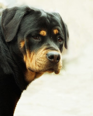 Rottweiler portrait close-up