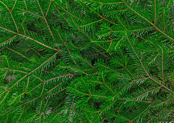 Christmas tree branches background