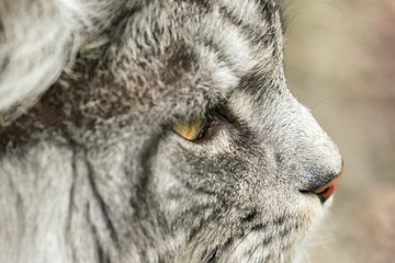 beautiful maine coon in nature