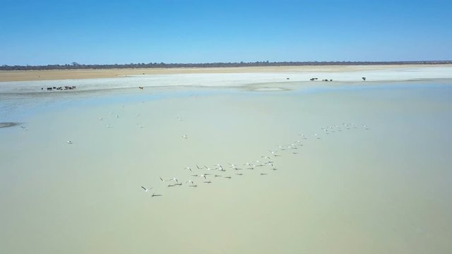 Aerial shot of flamingo flying low over salt pan with livestock on the edge of the water