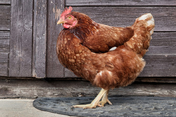 braunes Huhn vor Holzwand