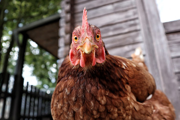 Huhn Blick in die Kamera Froschperspektive
