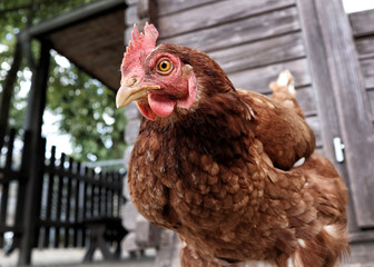 Huhn blickt in die Kamera Froschperspektive
