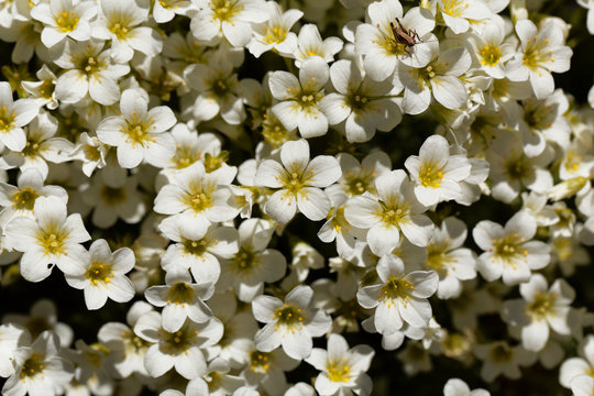 Flowers of the rockfoils Saxifraga ardensii