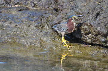 Green Heron Crouched by Tide Pool