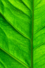 Obraz premium green leaf texture pattern. green nature background.