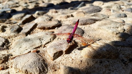 red dragonfly close up