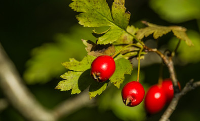 Hawthorn fruit close-up