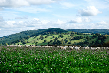 Sheep grazing in a field with a valley and hills in the background