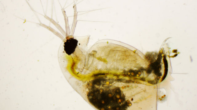 Daphnia pulex or common water flea under the microscope