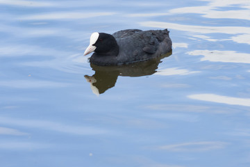 Eurasian coot Fulica atra swimming in pond close-up portrait, selective focus, shallow DOF