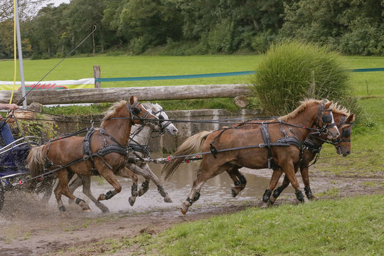 Vierspan paarden door de waterbak