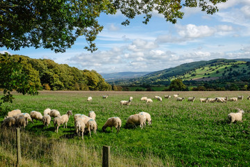 Obraz premium Sheep grazing in a field with a valley and fields beyond