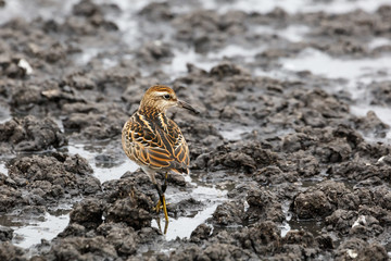 Sharp tailed Sandpiper