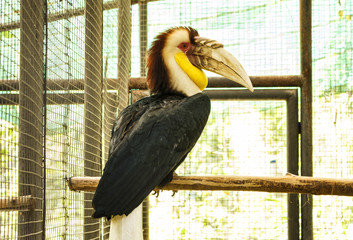 One Sumba hornbill bird on a branch (Rhyticeros everetti) in cage