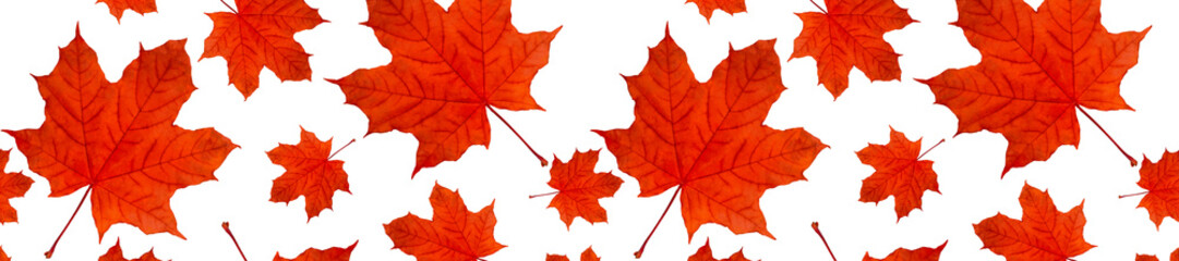  header  panorama autumn background pattern a lot of red maple leaves