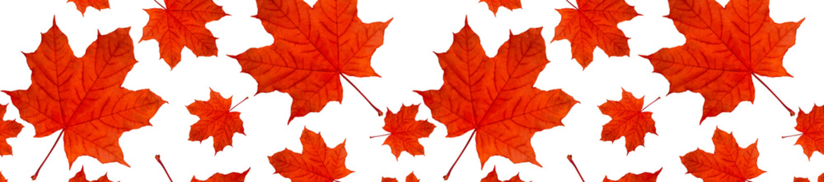  header  panorama autumn background pattern a lot of red maple leaves