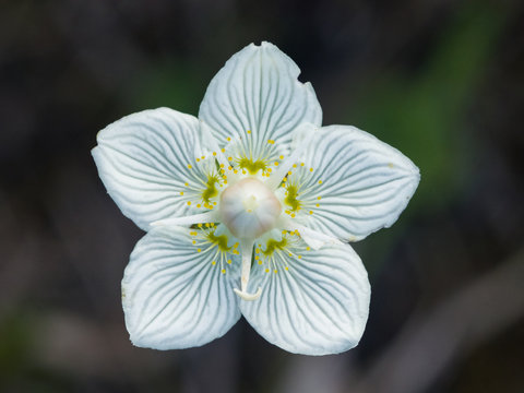 Flower bog-star, grass of Parnassus or Parnassia palustris close-up, selective focus, shallow DOF