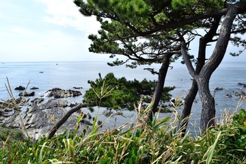 Fototapeta na wymiar 三浦半島 横須賀市 荒崎公園 松の木と海