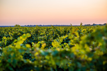 Vines and grapes in the field