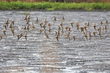  flock flying sandpiper